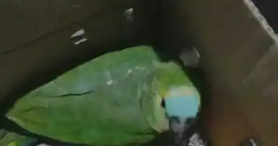 Viajaba oculto en una caja desde Salta: el insólito hallazgo en un control sanitario