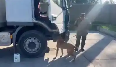 Perro de Gendarmería de Monteros Descubre Marihuana Oculta en Camión de Perfumes: Un Detenido