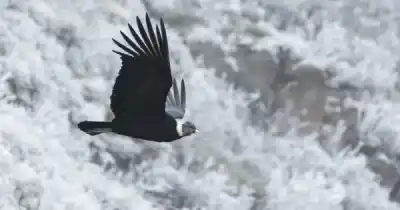 Nació en Tupungato y ya es furor: el pichón de cóndor que tiene a todos los especialistas en alerta