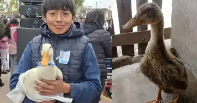 Un nene de Palpalá ofrece sus figuritas más preciadas para recuperar a su patita robada