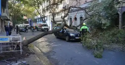 Un árbol cayó sobre un taxi en pleno centro: el conductor terminó con lesiones