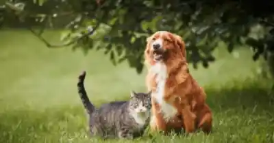 Adiós a las rifas de mascotas: Las Heras prohibió sortear animales y ya tiene multas millonarias