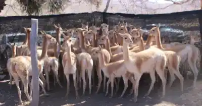 Cerraron un histórico criadero de vicuñas en Jujuy y el dueño fue imputado por maltrato animal