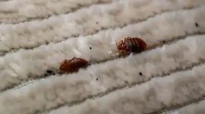 Un estudio reveló por qué las chinches se convirtieron en una plaga imparable