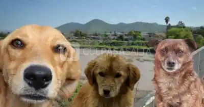 Uno de cada tres perros del río Arenales tiene leptospirosis: ¿qué tan cerca estamos de un brote?