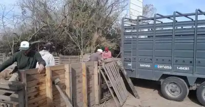 Ordenan vaciar un criadero de Ibarlucea tras el brote de triquinosis que alarmó a la región