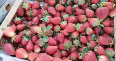 Se derrumbó el precio de la frutilla en Jujuy: cuánto cuesta el kilo y cuándo volverá a bajar