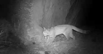 Cámaras trampa captaron al gato andino en la Caverna de las Brujas y el hallazgo sorprende a los científicos
