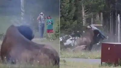 Lo que pasó cuando un turista quiso sacarle una foto a un bisonte en Yellowstone: voló 2,4 metros