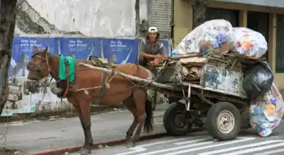 Vuelven a la carga con la prohibición de la tracción a sangre en la Provincia: ¿esta vez será ley?