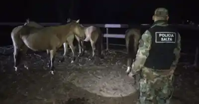 En una finca de El Galpón, la Policía Rural recuperó 13 animales que estaban retenidos