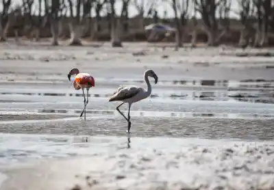 Invierno bonaerense: nieve de sal, ballenas y descuentos que no podés ignorar