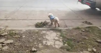 Viste a este perrito con la camiseta de la Selección? Recorre Jujuy y buscan a sus dueños
