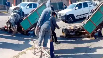 Un caballo se desplomó en plena avenida Colón: ¿qué pasó con el animal?