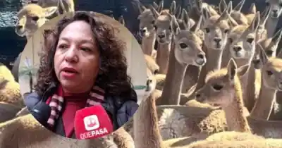 Rescataron a más de 40 vicuñas en Humahuaca y el dueño del criadero terminó imputado