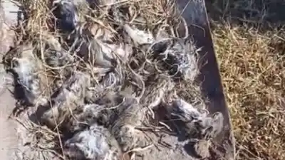 Invasión de ratas en Recreo: vecinos en alerta y piden ayuda urgente