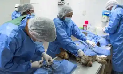 Atención vecinos: llegan nuevas castraciones gratuitas y cursos clave en Almirante Brown