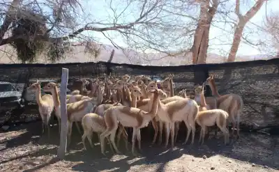 Rescataron 42 vicuñas en un operativo que sacudió a Jujuy: ¿qué pasará con el criadero clausurado?