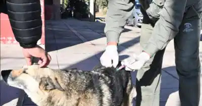 Protege a tu mascota: los puntos de vacunación antirrábica gratuita en Jujuy esta semana
