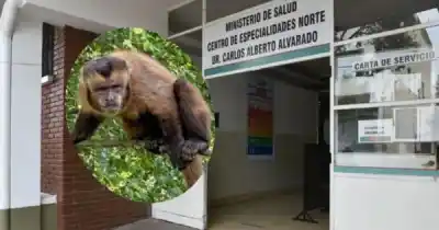 Dos vecinos mordidos por monos en plena capital jujeña: qué pasó en Los Perales y Chijra