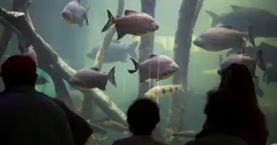 Cierre inesperado en el Acuario del Río Paraná: ¿qué pasó con la pecera?