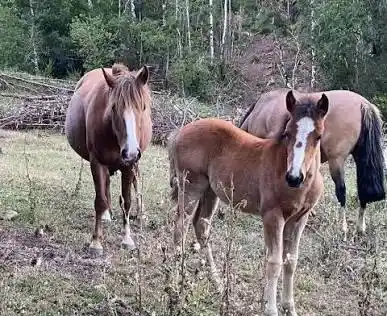 Robo de caballos en La Rioja: más de 15 denuncias y hallazgos de restos faenados que alarman a las agrupaciones gauchas