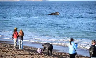 Vecinos de Puerto Madryn colmaron las salidas al ANP El Doradillo: ¿qué descubrieron?