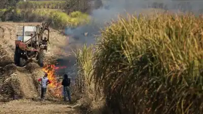 El plan de la Provincia para terminar con la quema de cañaverales: asistencia a pequeños productores y una meta para 2030