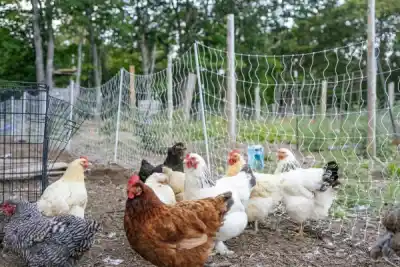 Mburucuyá se prepara para su Primera Fiesta de la Gallina Casera: ¿qué platos competirán?