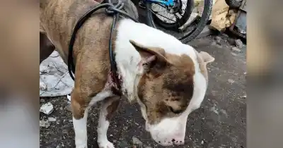 Lo que la policía encontró en el patio de su casa: un pitbull atado con un cable y una herida que no cicatrizaba