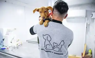 Veterinaria gratis en Puerto Madryn: castraciones y antirrábica este sábado