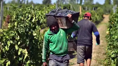 52 familias sin trabajo ni techo: la crisis vitivinícola que golpea a La Rioja