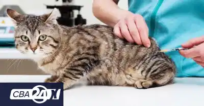 Córdoba: vacunación antirrábica gratuita para perros y gatos en julio
