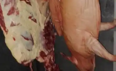 Hallaron carne sin control sanitario en depósitos de Esquel y la advertencia es alarmante