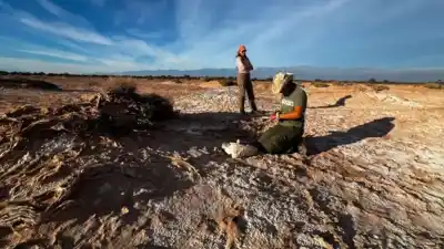 En el Salar de Pipanaco buscan salvar a un roedor que no bebe agua