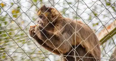 Dos personas mordidas por monos en Jujuy: el protocolo que tenés que conocer
