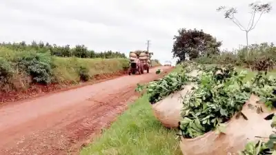 India abre sus puertas a la yerba mate argentina: ¿el mercado de 1.400 millones de personas está al alcance?
