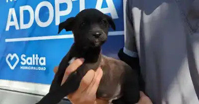 50 perros buscan una familia en Salta: cómo adoptar y qué requisitos cumplir
