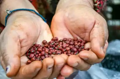 El secreto mejor guardado de la tierra colorada: la feria que reúne semillas, saberes y cultura