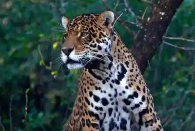 ¿Tu aguinaldo puede salvar a una especie? La campaña que busca proteger a Nalá, la yaguareté chaqueña