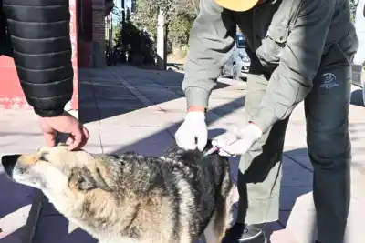 Se quedaron sin vacunas antirrábicas en Jujuy: suspenden la campaña y hay incertidumbre