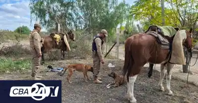 Allanamiento en Serrezuela: hallan quirquinchos faenados y perros de caza, tres detenidos