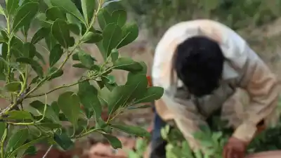 Crisis yerbatera: productores misioneros se organizan y piden emergencia