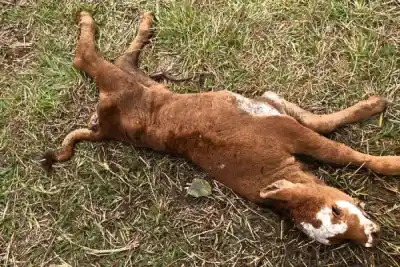 En medio del partido de Argentina, cuatreros faenaron dos vacas a metros del río Uruguay