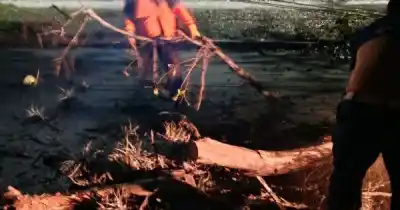 Viento furioso en Jujuy: árboles y postes caídos sembraron el caos en la noche