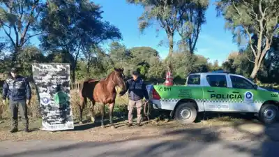 En un mismo día, secuestraron armas, caballos sueltos y 5000 kilos de limones