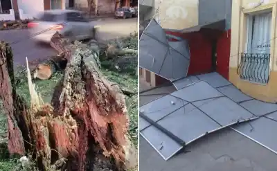 El viento Zonda arrasó Jujuy: árboles caídos, techos volados y cortes de luz