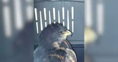 El dramático rescate de un águila mora en Malargüe que mantiene en vilo a los veterinarios