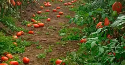 Lluvias y costos disparan pérdidas millonarias en la producción de tomate en Jujuy