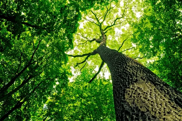Los árboles y el agua, complicidad para la vida | Comisión Nacional del Agua | Gobierno | gob.mx